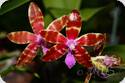 Phal. pallens x bastianii